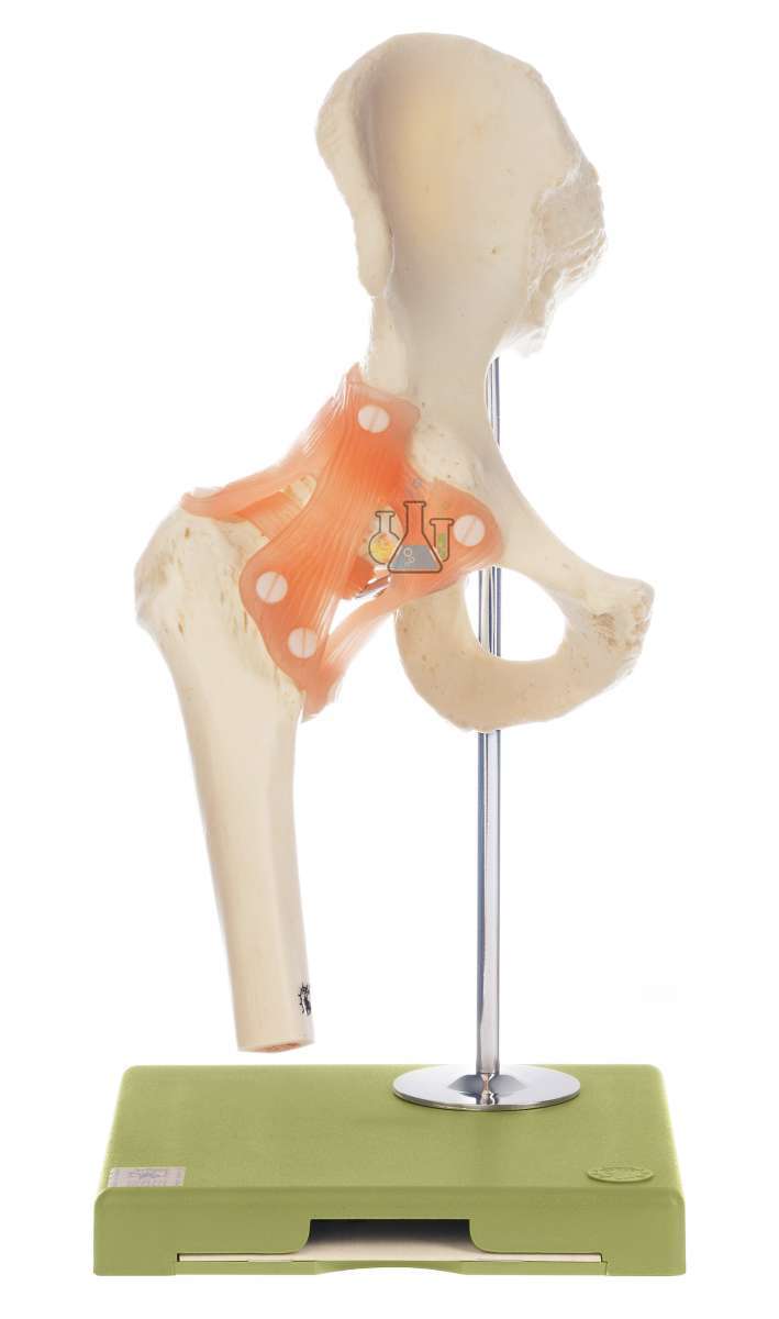 Functional Model Of The Hip Joint Model