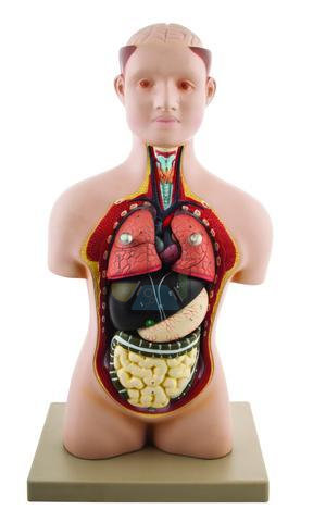 Torso Mini 7-piece Classic