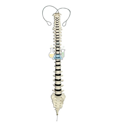 Spine Mounted on Nylon Threads Model