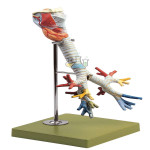 Larynx With Trachea Model