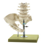 Lumbar Spine Model Without Nerves Model