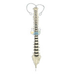Spine Mounted on Nylon Threads Model