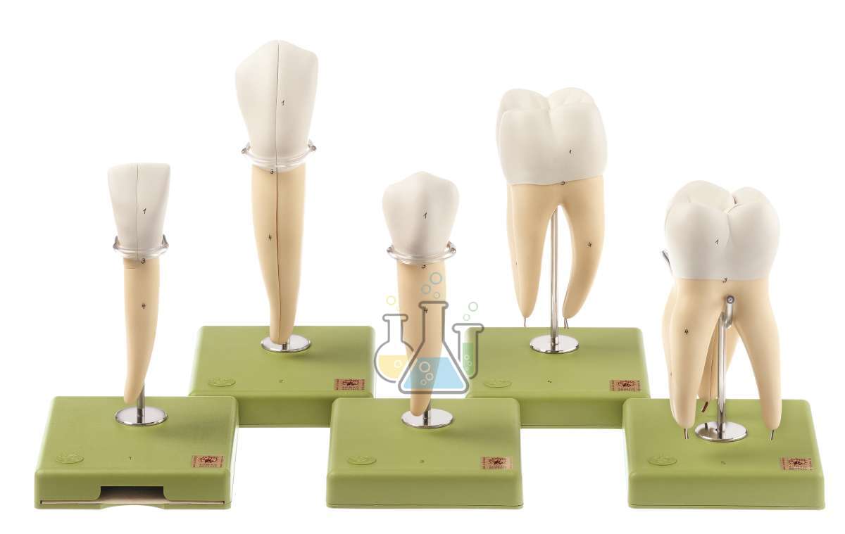 Five dental models