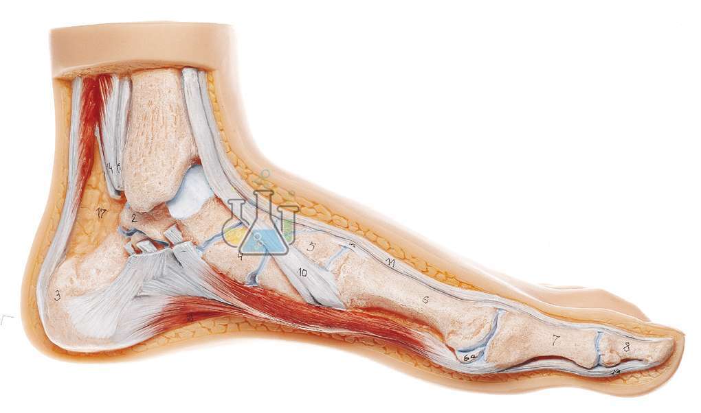 Standard Foot Model