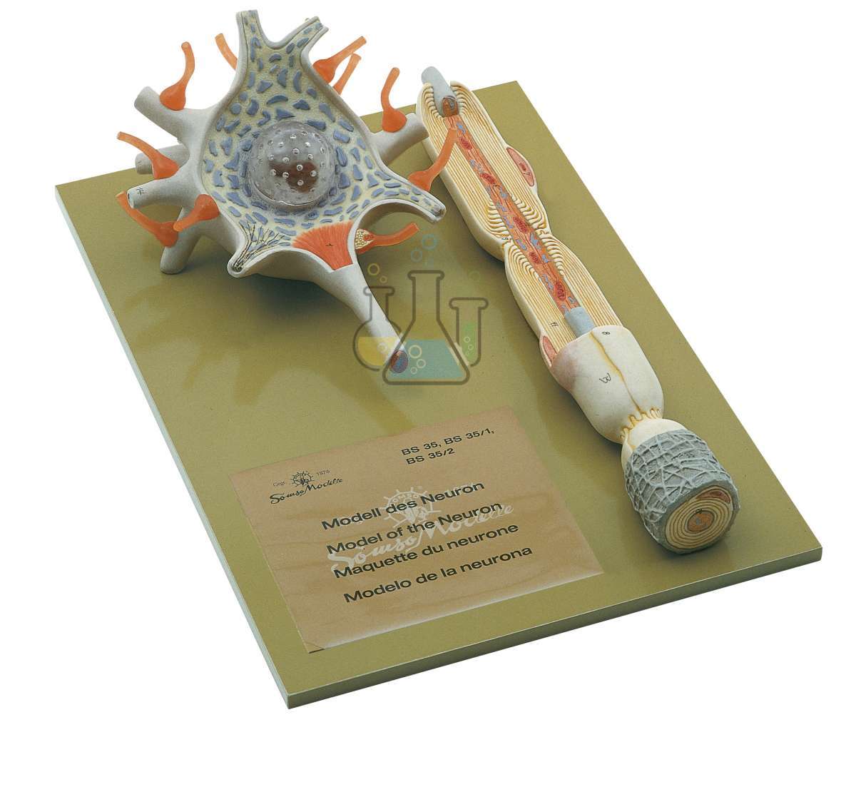 Neuron model on base plate