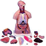 Premium Torso 16-Piece  Model